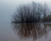 Trees on a Lake in the Fog