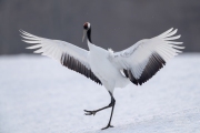 RED-CROWNED CRANE