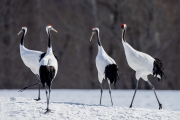 RED-CROWNED CRANES