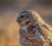 BURROWING OWL