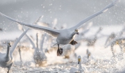 WHOOPER SWANS