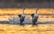 WESTERN GREBES