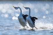 WESTERN GREBES