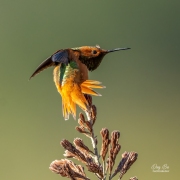 ALLEN'S HUMMINGBIRD