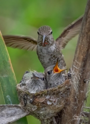 HUMMINGBIRD NEST