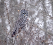 GREAT GRAY OWL