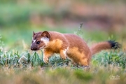 WEASEL HUNTING