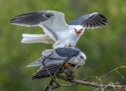 WHITE-TAILED KIKES