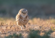 BURROWING OWL