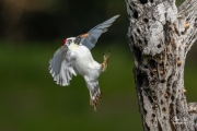 LEUCISTIC ACORN WOODPECKER