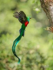 RESPLENDENT QUETZAL