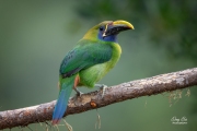 BLUE-THROATED TUCANET