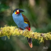 PLATE-BILLED MOUNTAIN TOUCAN