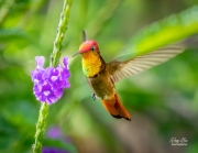 RUBY-TOPAZ HUMMINGBIRD