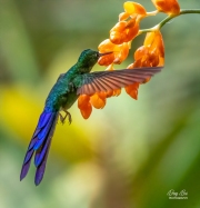 VIOLET-TAILED SYLPH