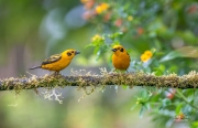 GOLDEN TANAGER