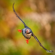 ATLANTIC PUFFIN