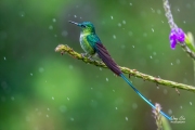 LONG-TAILED SYLPH IN THE RAIN