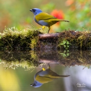 BLUE-CAPPED TANAGER