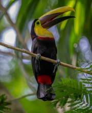 YELLOW-THROATED TOUCAN