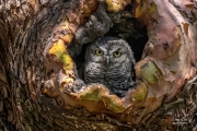 SCREECH OWL