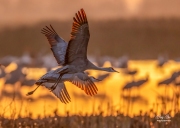 SANDHILL CRANES AT SUNRISE