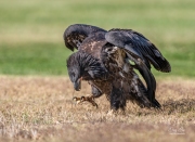 JUNIOR BALD EAGLE