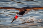 BLACK SKIMMER SKIMMING FOR FISH