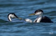 WESTERN GREBE FEEDING