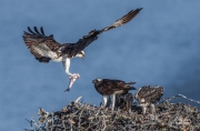 OSPREY BROUGHT FISH HOME!