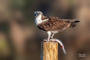 OSPREY WITH FISH