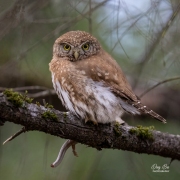 PYGMY OWL