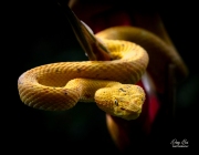 EYELASH VIPER