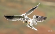 WHITE-TAILED KITES