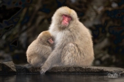 SNOW MONKEY