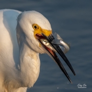 EGRET WITH A NICE CATCH!