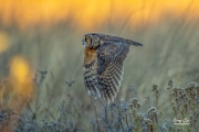 LONG-EARED OWL