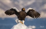 STELLER'S EAGLE