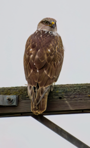 Ferruginous Hawk on a Power Pole