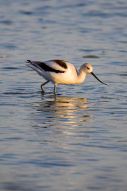American Avocet with Reflection