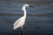 Great Egret on the Look Out