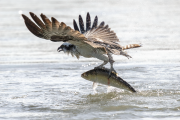 Osprey Grabbing a Fish From the Water