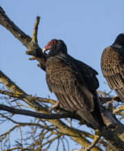Turkey Vulture in a Tree