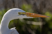 Closeup of Greate Egret