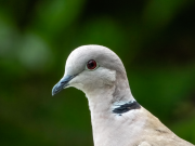 Closeup of Dove