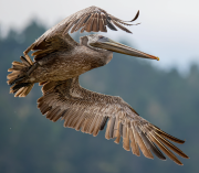 Pelican In Air