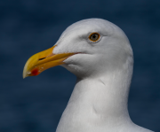 Closeup of Seagull