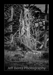 08507247_Brittle_Tree_BW