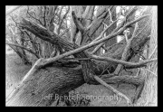 08507878_Twisted_Tree