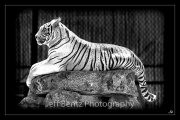 08508016_Tiger1